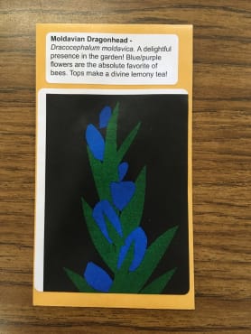 Moldavian Dragonhead Herb