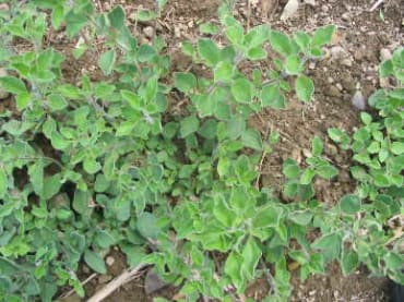 Greek Oregano