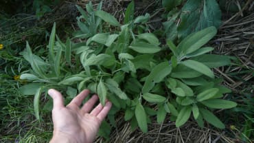 Broadleaf Sage