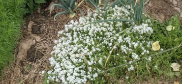 Carpet of Snow Alyssum