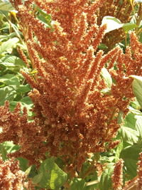 Hot Biscuits Amaranth