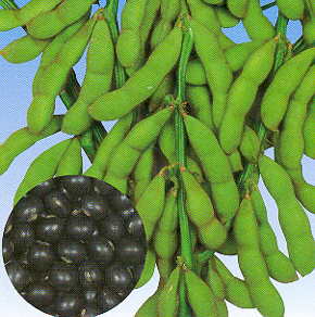Tankuro Soybean