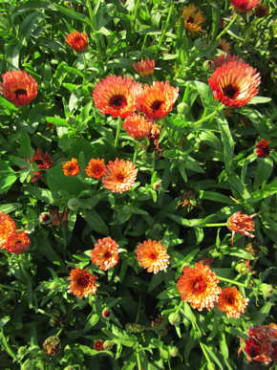 Zeolights Calendula