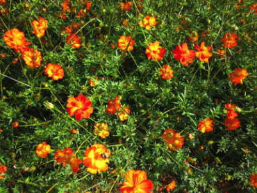 tango cosmos