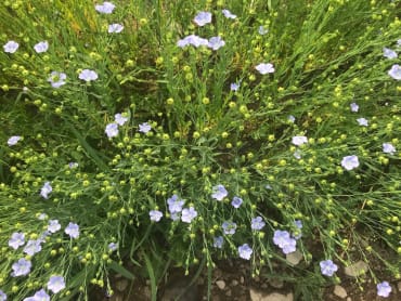 Sussex Flax