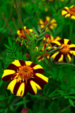 Court Jester Marigold