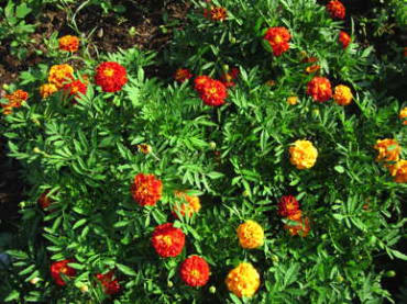 Queen Sophia French Marigold