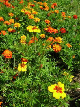 Sparky Mix French Marigold
