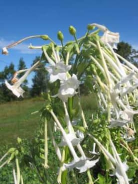Only the Lonely Nicotiana