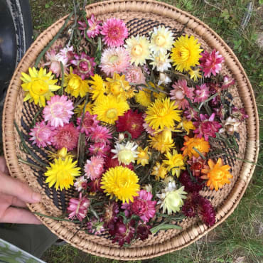 Monstrosum Mix Strawflower