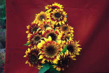 The Joker Sunflower