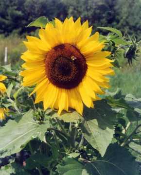 Mammoth Gery Stripe Sunflower