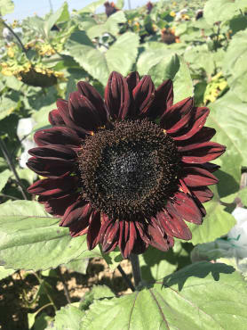 ProCut Red Sunflower