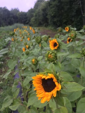 Zohar Sunflower