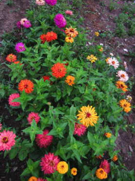 cactus bright jewel mix zinnia