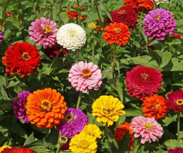 Gold Medal Mix Zinnia