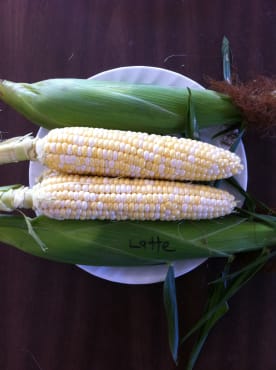 latte bicolor sweet corn