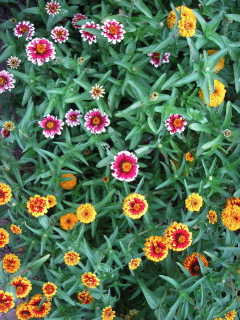 jazzy mix zinnia