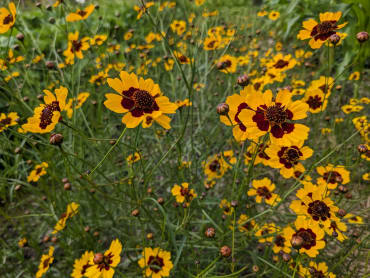 Dyer’s Coreopsis