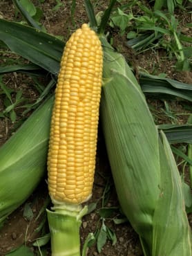 Moonshine Sweet Corn
