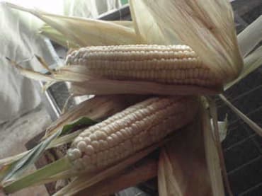 luther hill white sweet corn