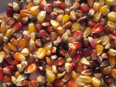 Calico Popcorn