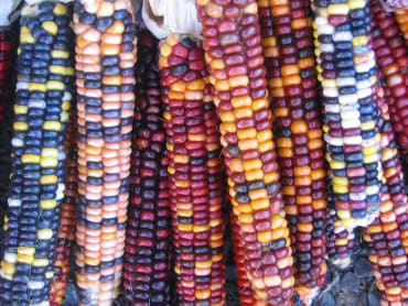 Painted Mountain Flour Corn