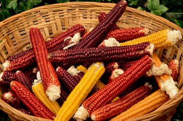 Cascade Ruby Gold Flint Corn