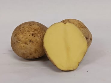 yukon gem early season potato