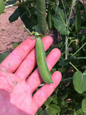 Topps Shell Pea