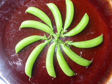 Sugar Ann Snap Pea