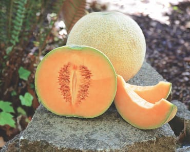 Divergent Melon