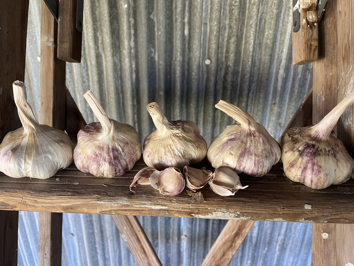 softneck garlic bulbs on a board