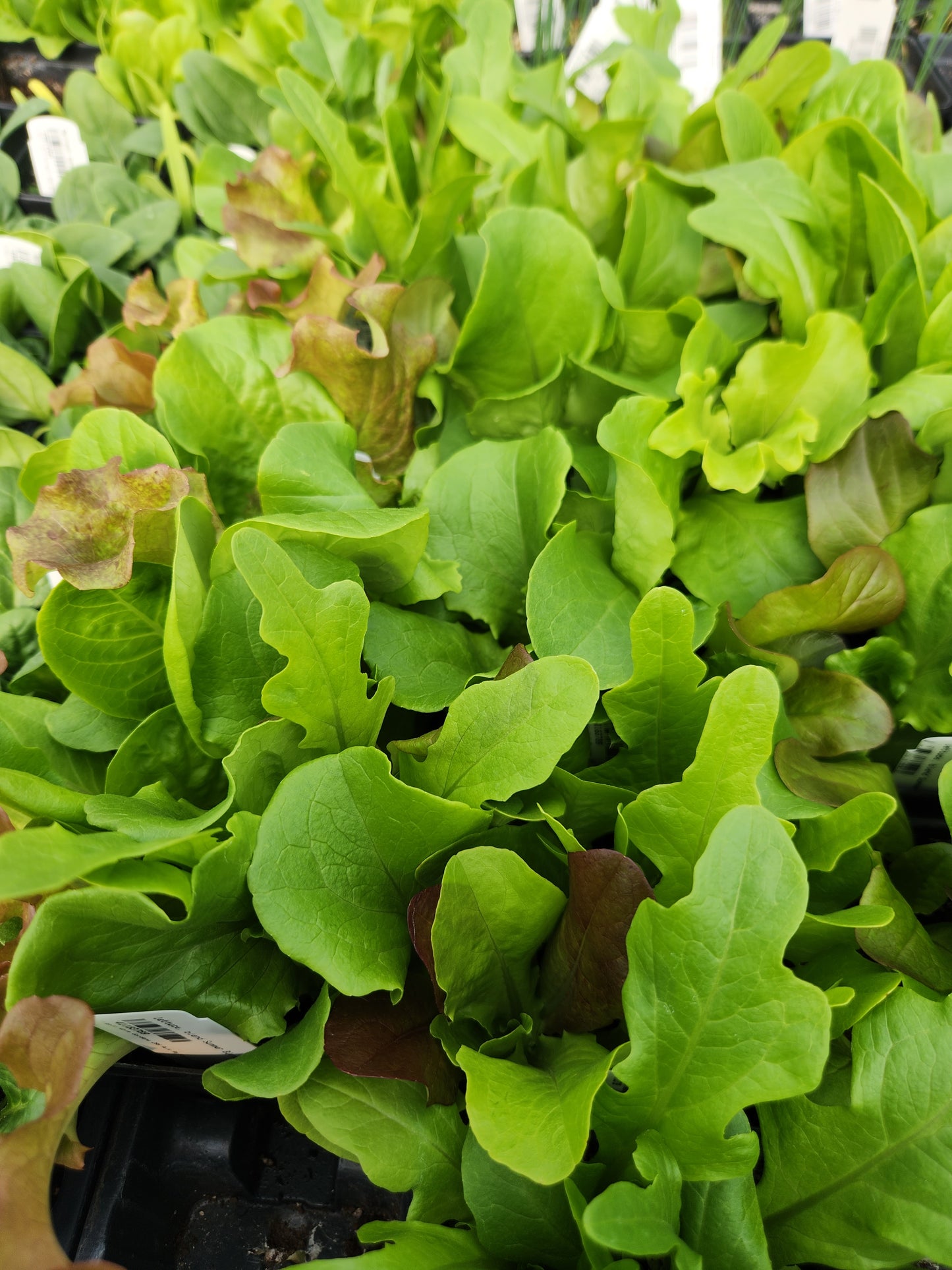 Summer Lettuce Blend