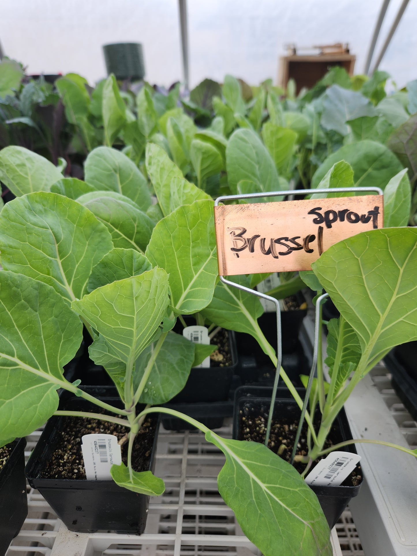 Hestia Brussels Sprouts