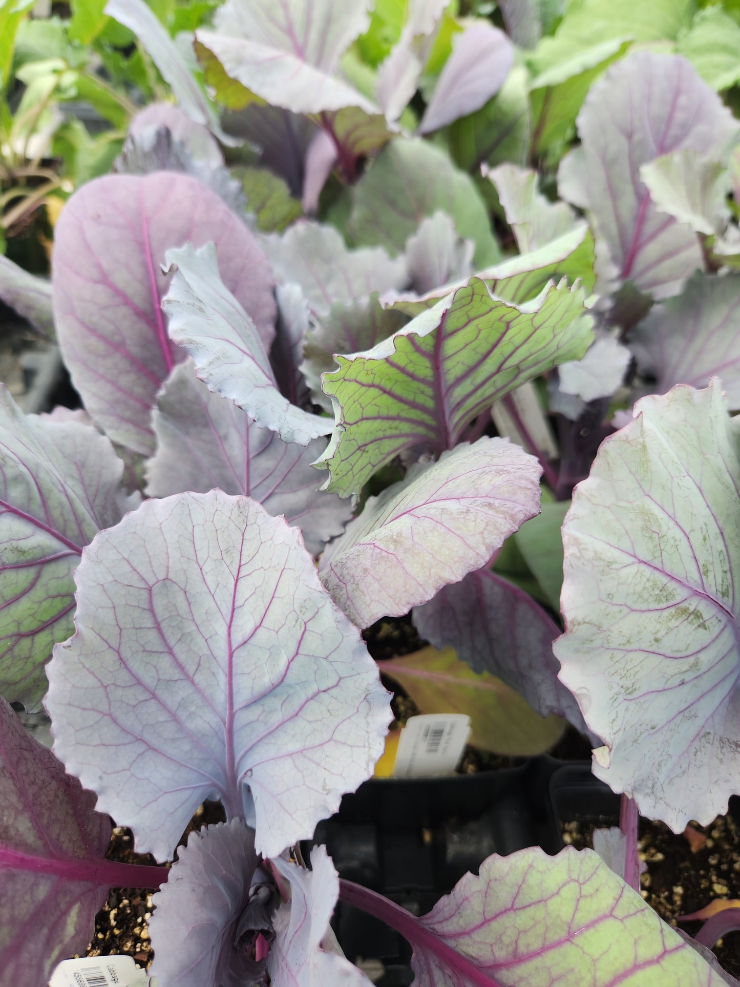 Red Acre Cabbage