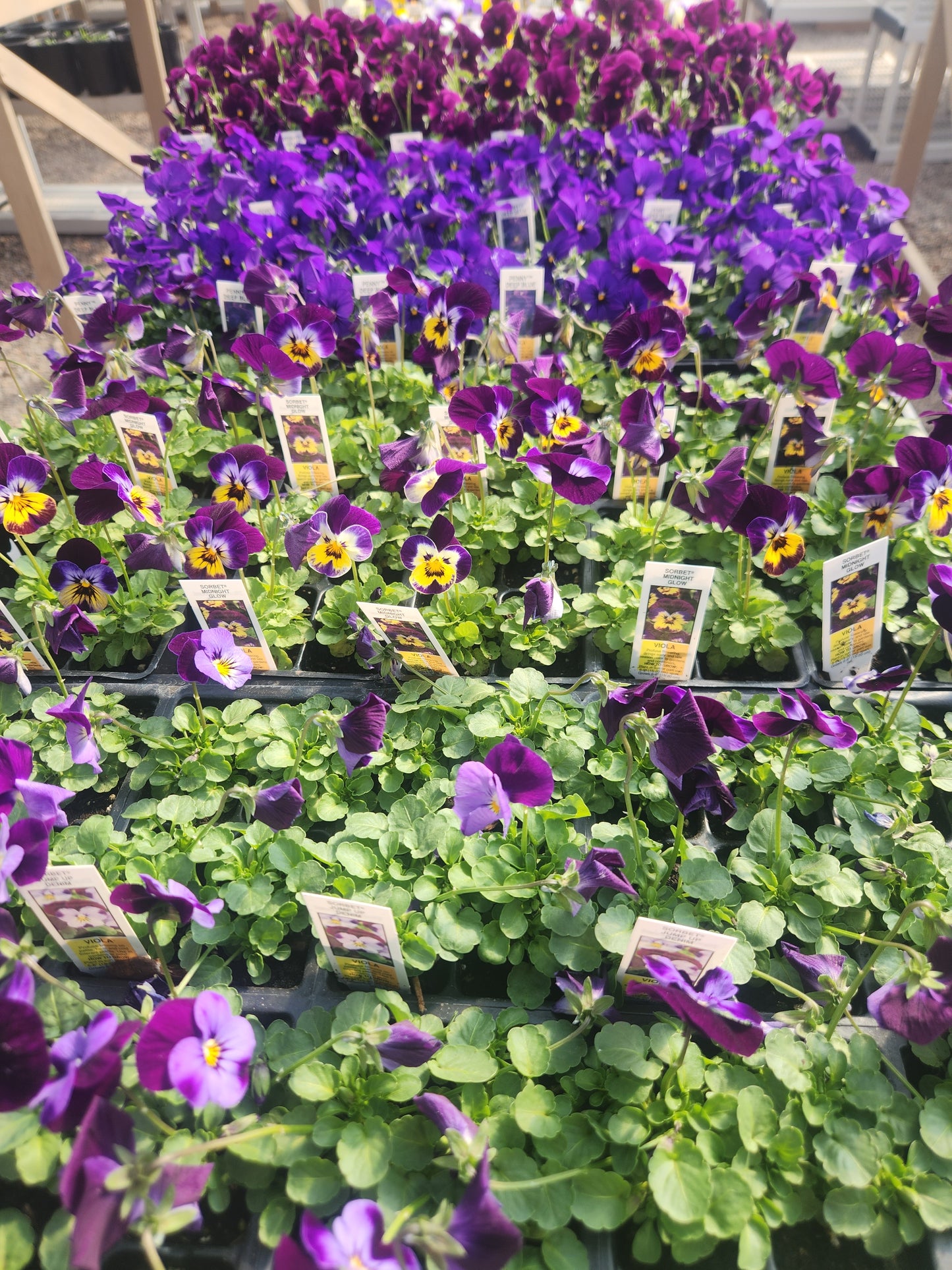 Annual flower: 4 pk