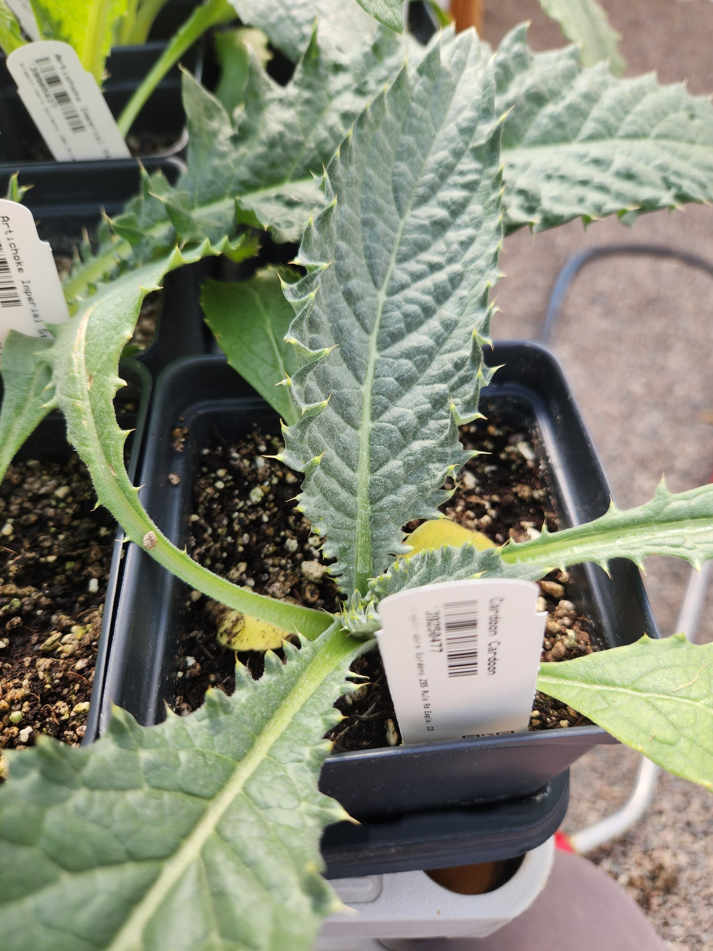 Cardoon