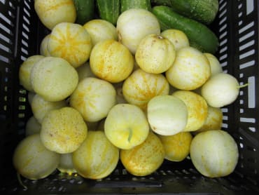 Lemon Cucumber