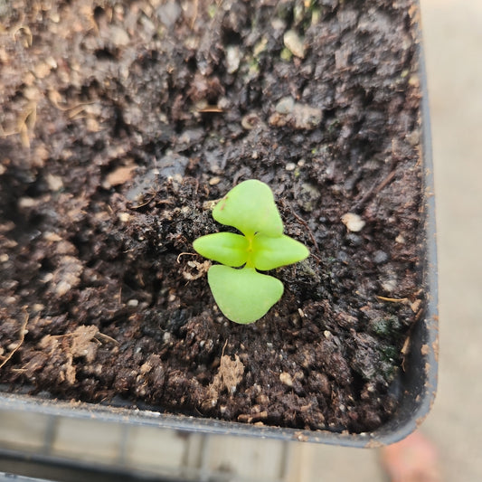 Basil, Thai, Flowering Thai