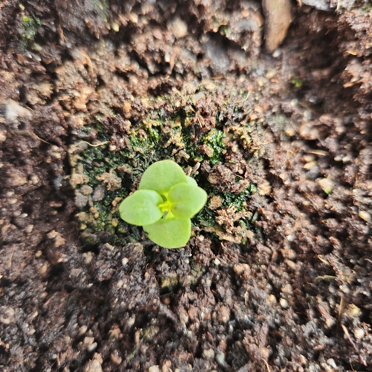 Basil, Spicy Globe Basil