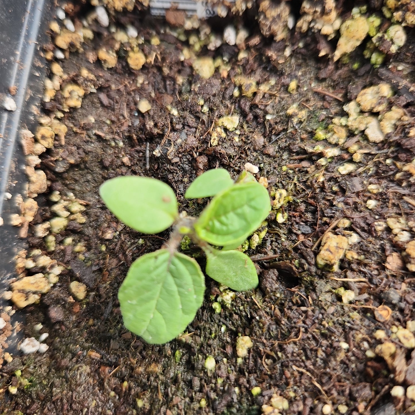 Tomatillo, Ground Cherry, Aunt Molly's