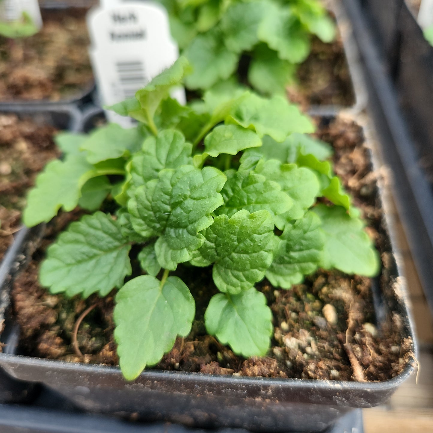 Lemon Balm