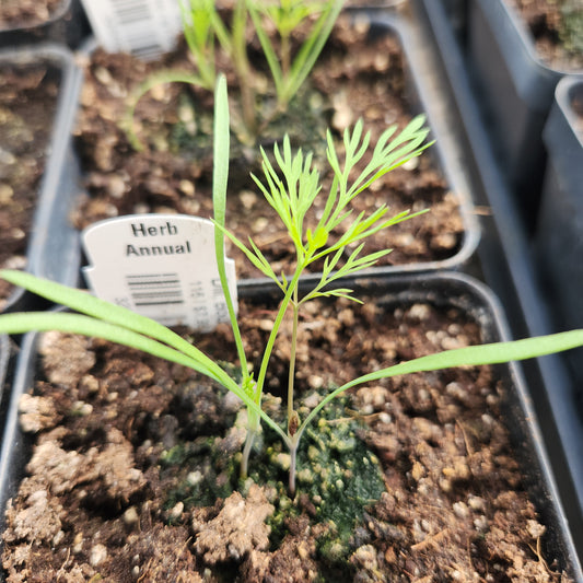 Dill, Bouquet