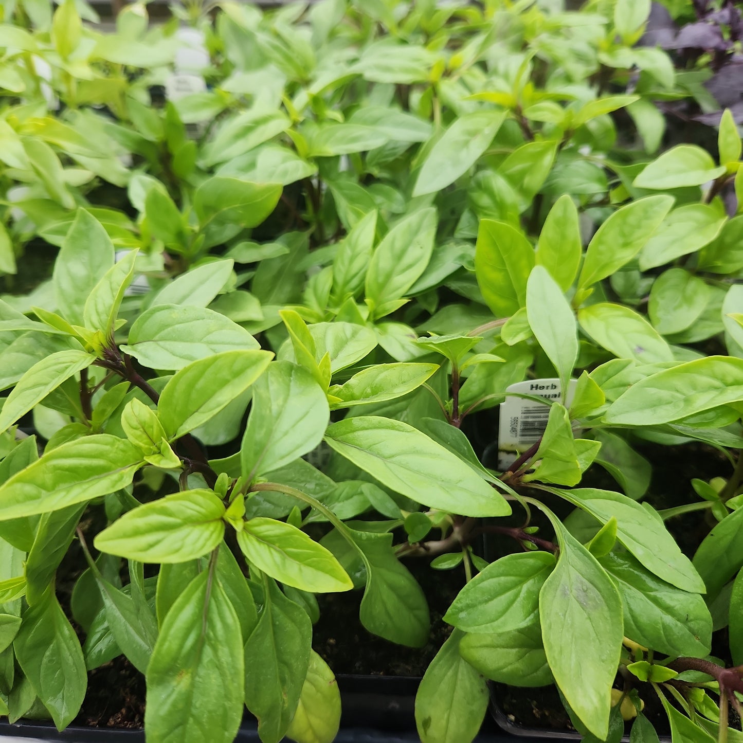 Basil, Thai