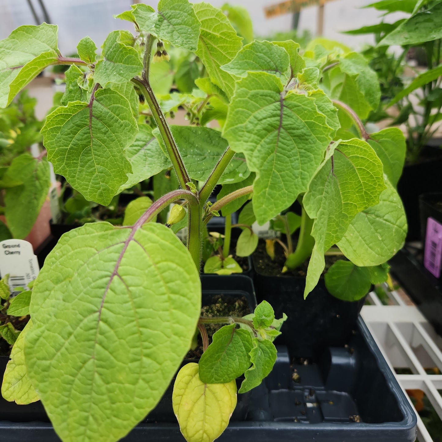 Tomatillo, Ground Cherry, Aunt Molly's