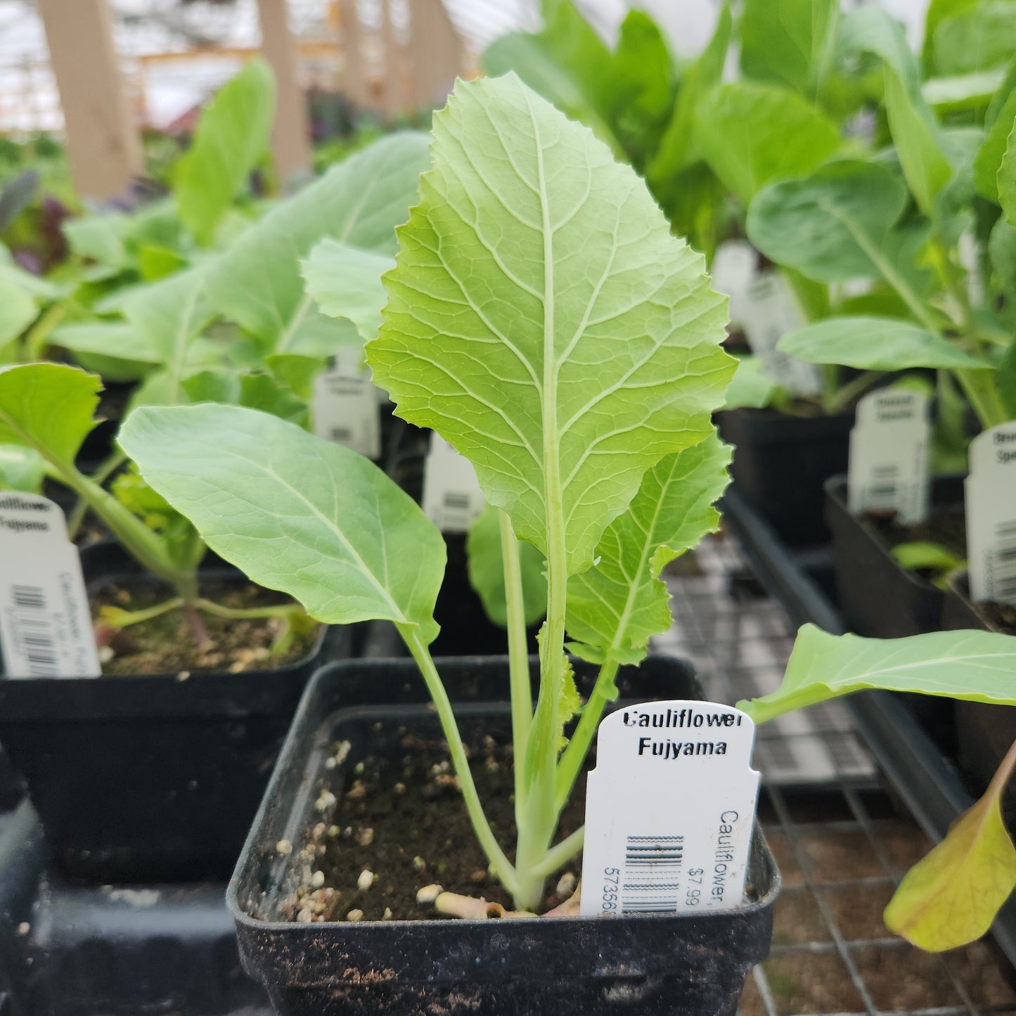 Cauliflower, Fujiyama