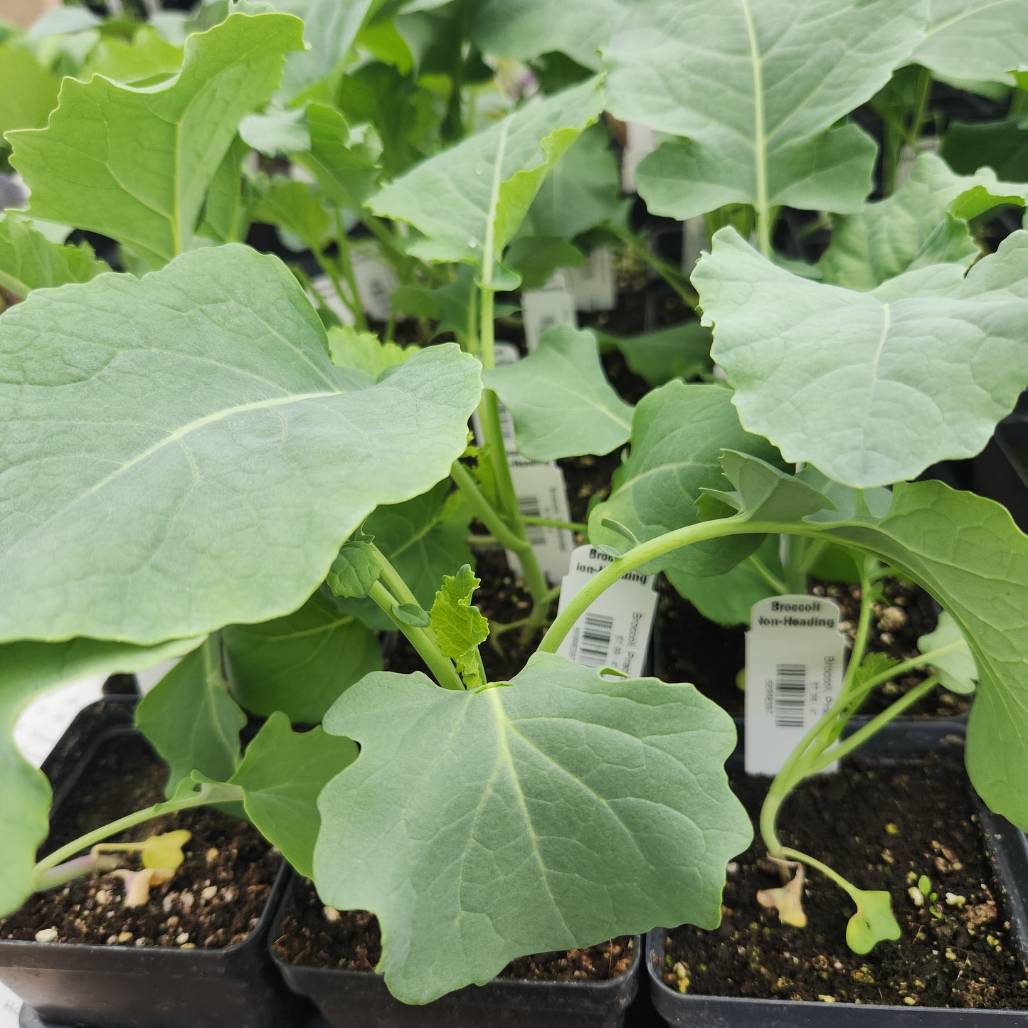 Broccoli, Piracicaba