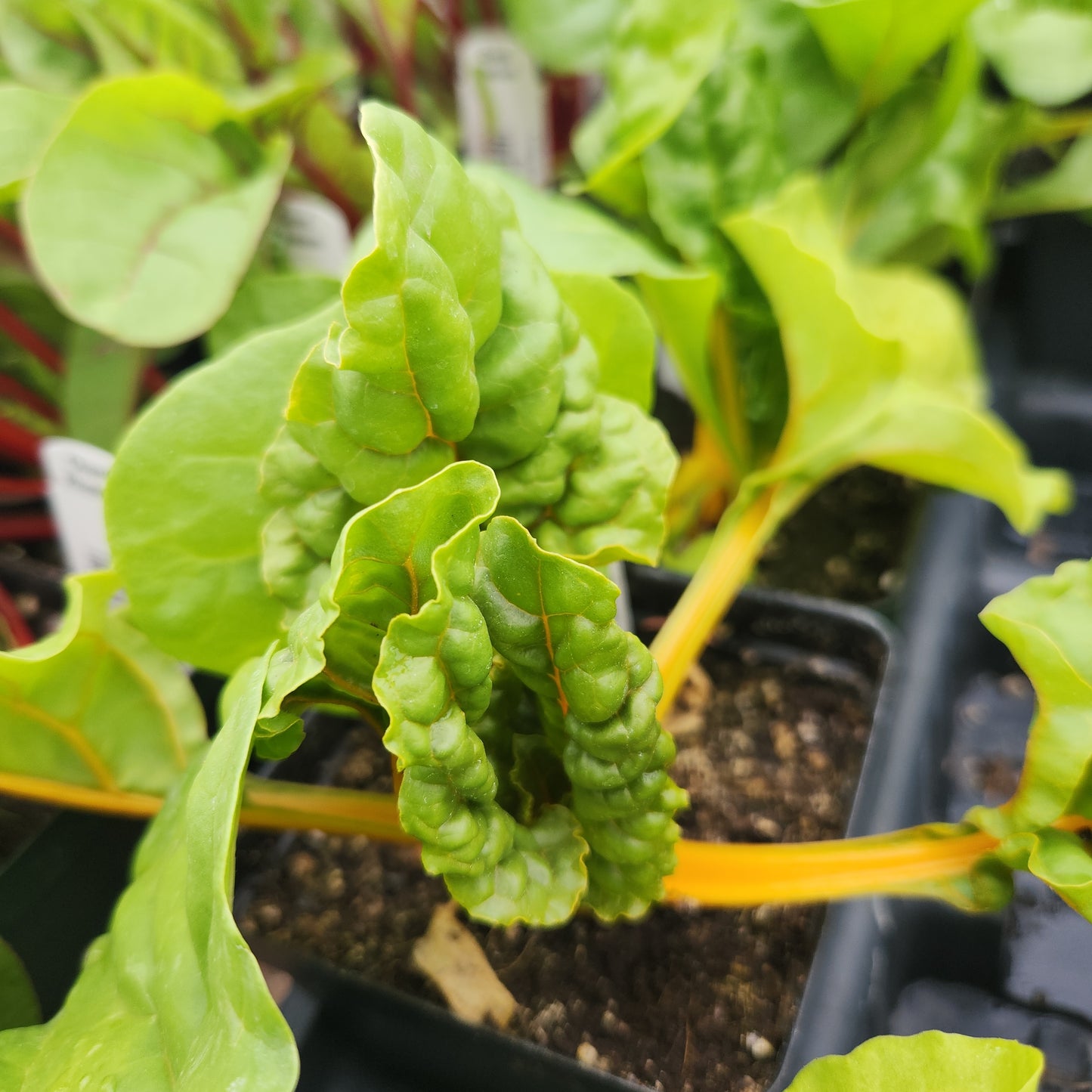 Chard, Golden Sunset