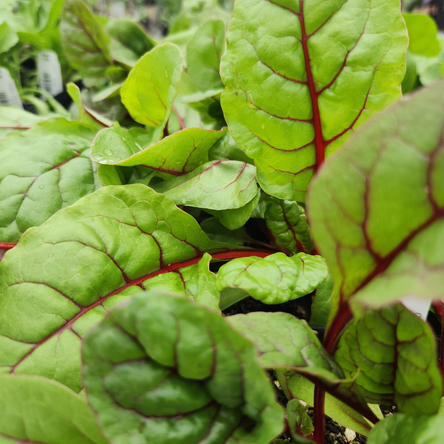 Chard, Rhubarb